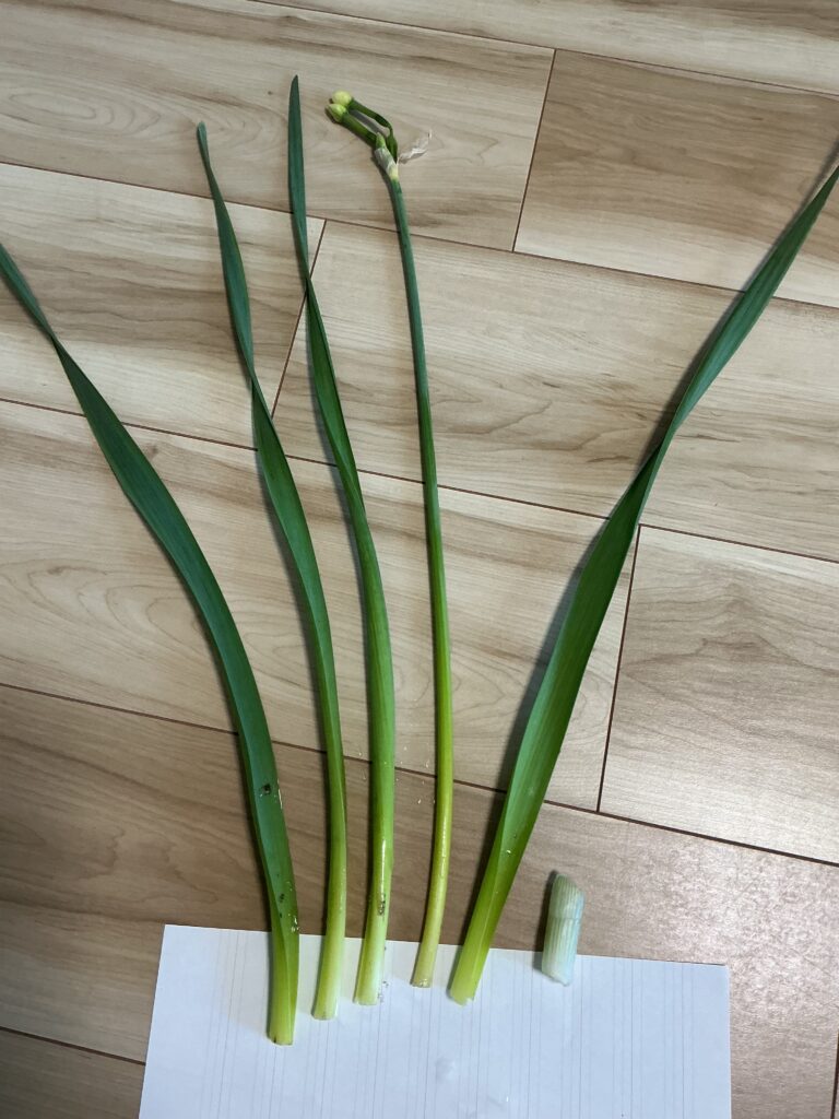 水仙ハカマから外した状態