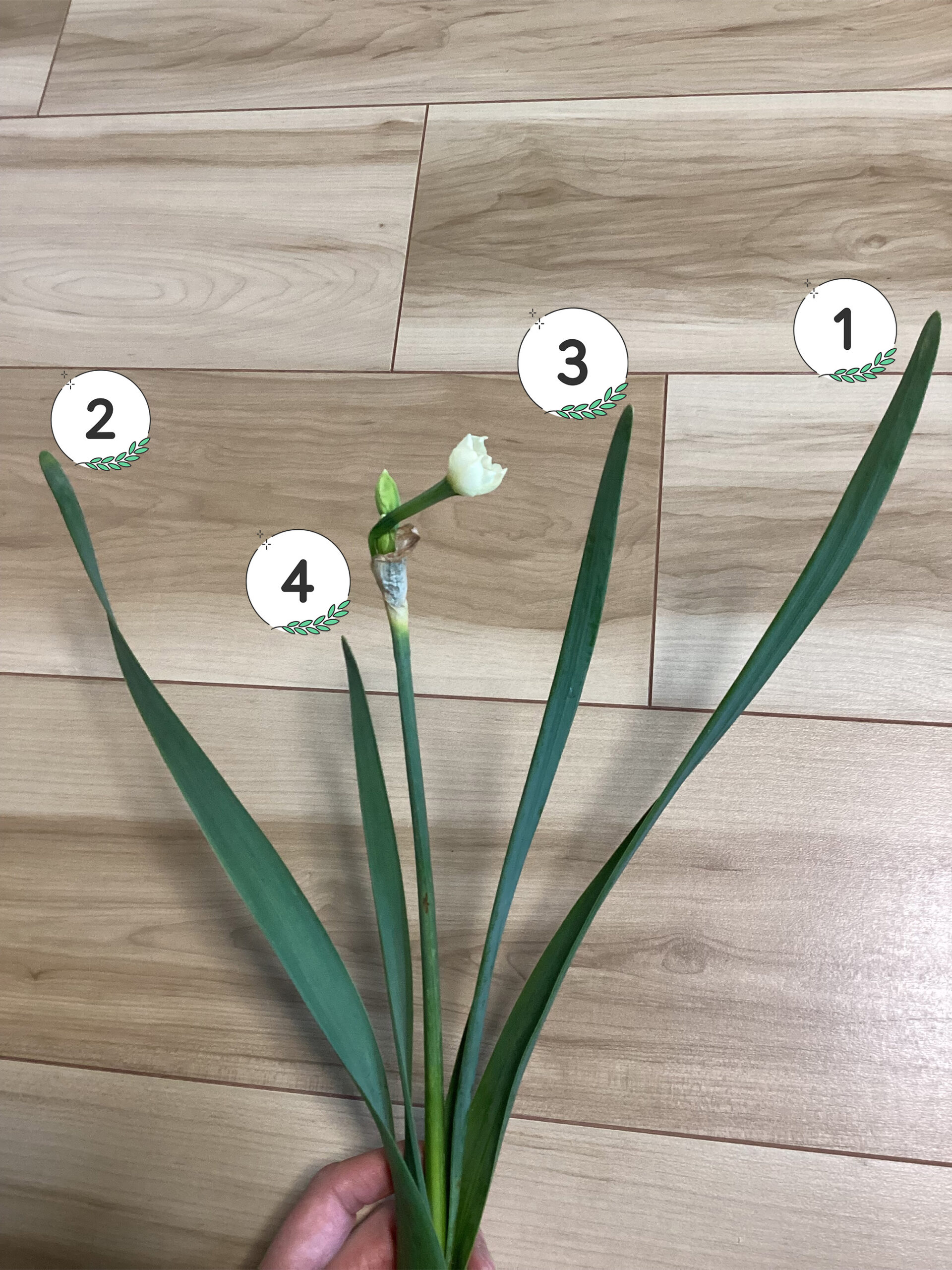 水仙のちどりの写真