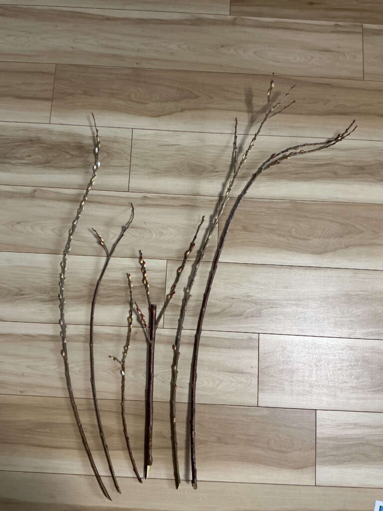 雪柳の枝6本