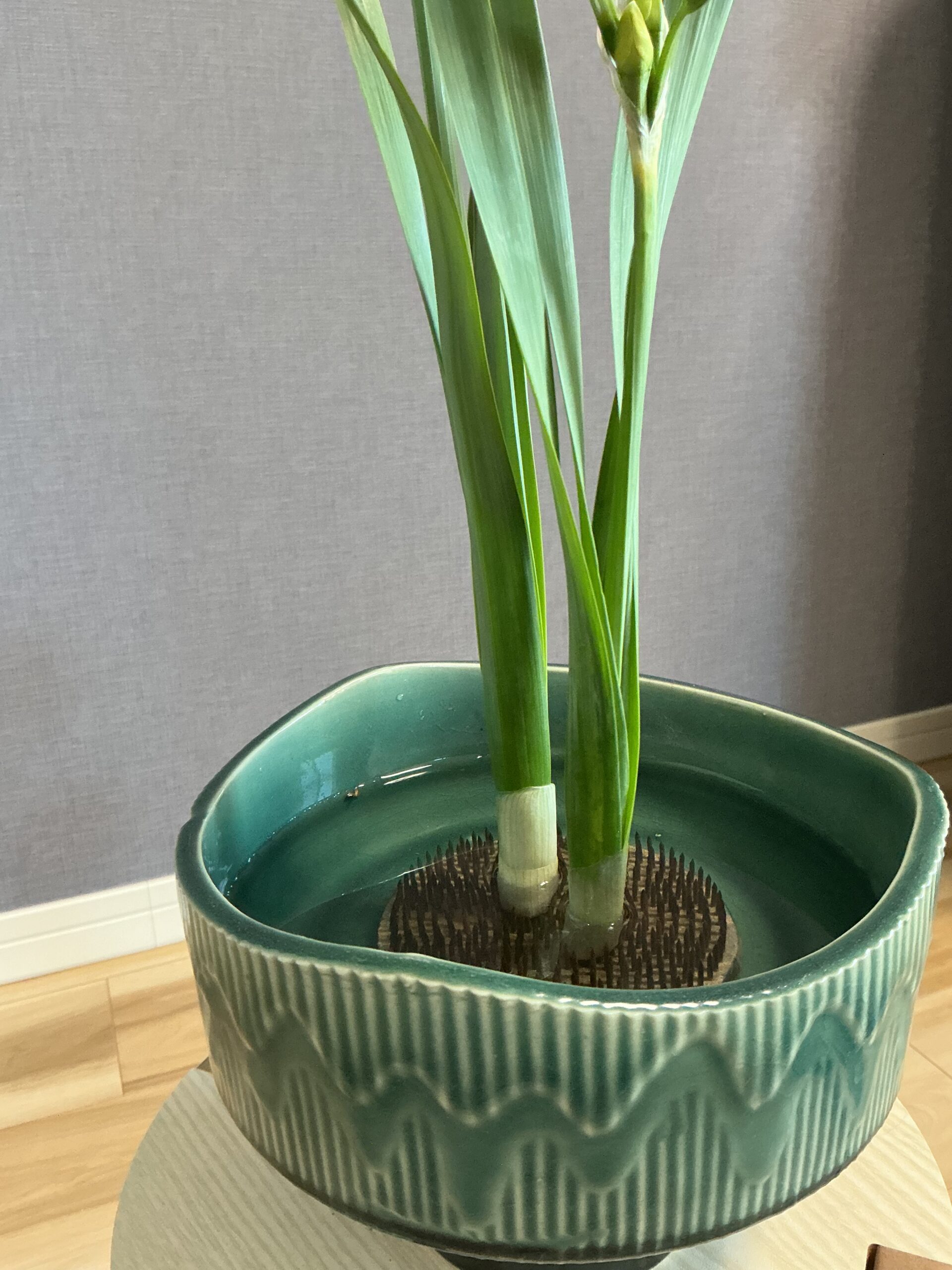 水仙のはかまの写真