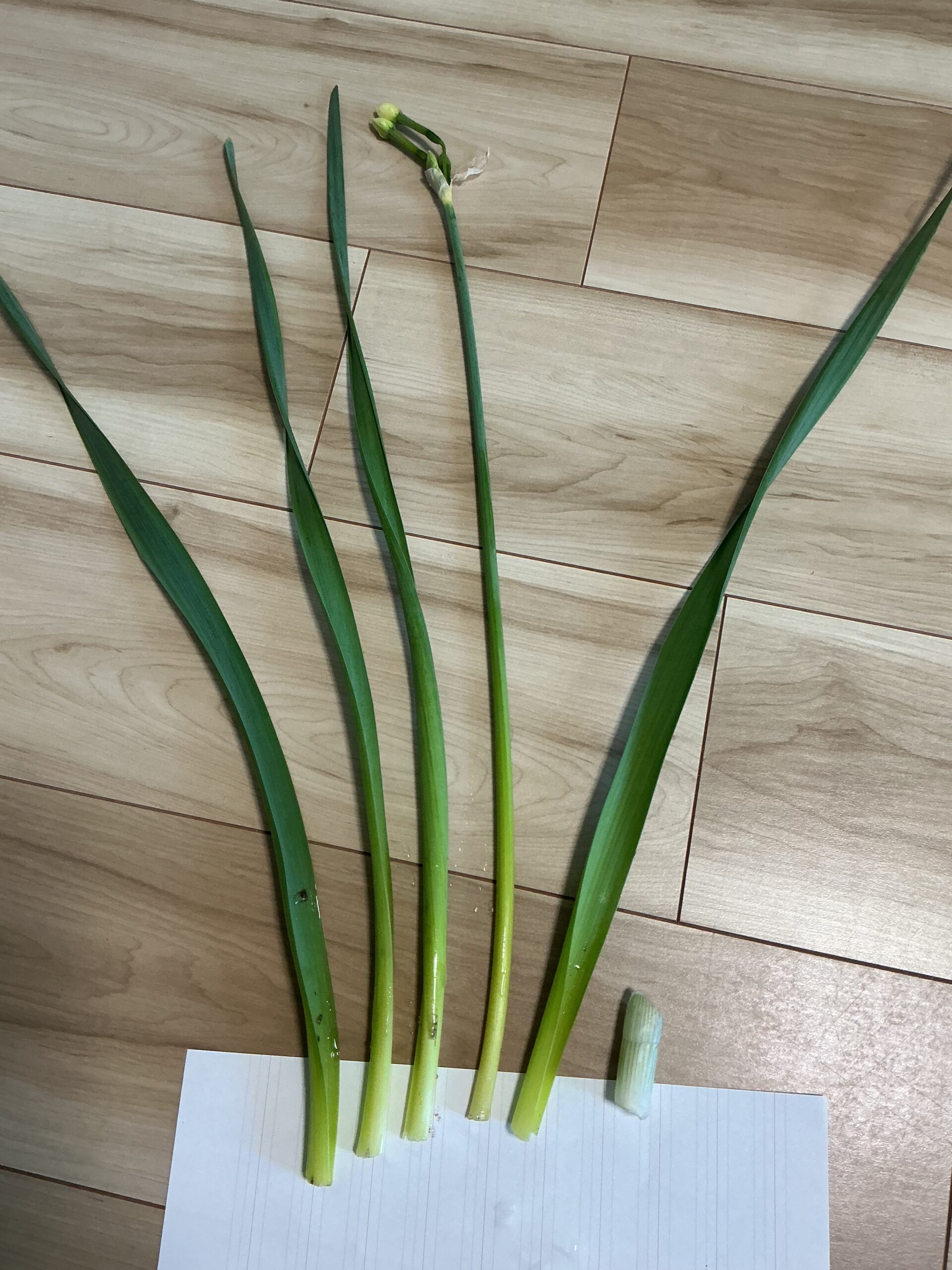 水仙ハカマから外した状態