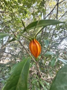 冬の公園で見つけたクチナシの実の画像です。