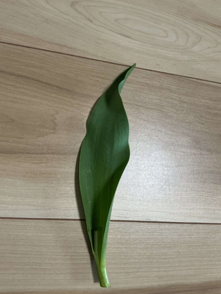 切り落としたチューリップの活用方法を写真で説明しています。