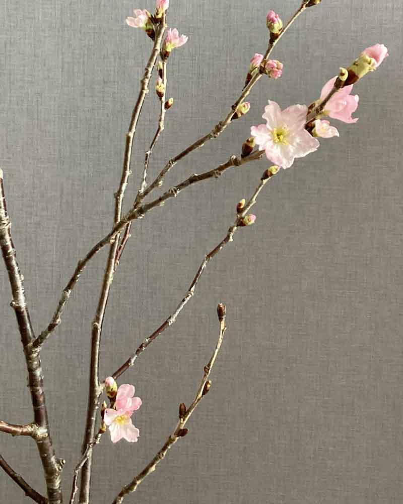 おたふくざくらの画像