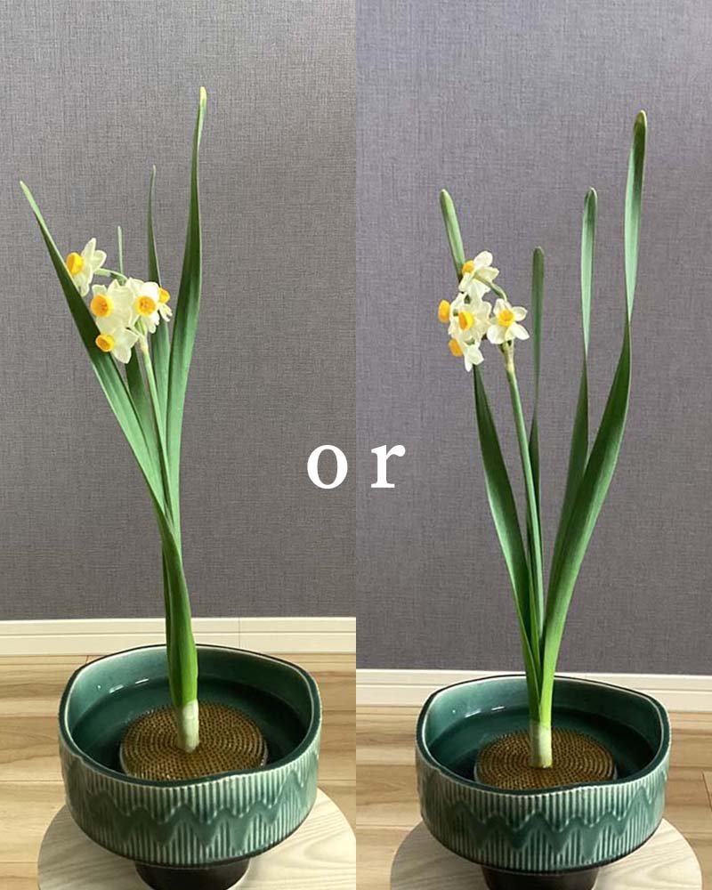 水仙の葉の比較写真